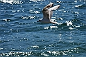 Lago di Como_040